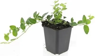 Image de Couvre-sol - Pervenche à petites feuilles - Vinca minor 'Ralph Shugert' - Pot de 9cm - Set de 12 plantes