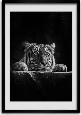 Produktbild von Bild - Bilderrahmen - Foto - 70 cm x 100 cm - MDF - Rahmen - Wandkunst - Tiger