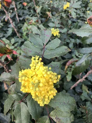 Image de 10 plants de Mahonia aquifolium (appelée aussi "vigne de Californie"), hauteur de 30 à 40 cm, vendues sans racines