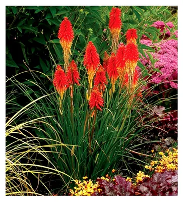 Produktbild von 1 x Kniphofia 'Papaya Popsicle' (Winterhart/Staude/Dauerblüher/Bienenfreundlich/Mehrjährig) Fackellilie - Blickfang für den Sommer bis in den Herbst