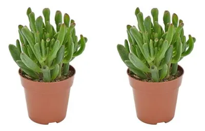 Produktbild von Sukulente Crassula Hobbit 2er Set