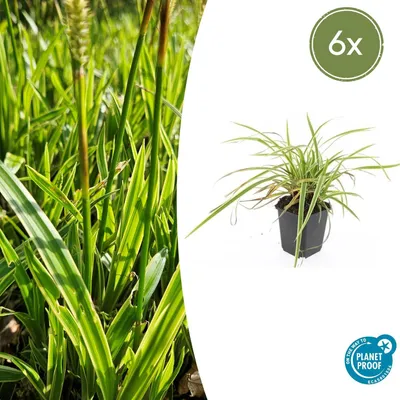 Zdjęcie produktu dla Zierzybowiec – Carex morrowii 'Aureovariegata' – doniczka 9 cm – zestaw 6 roślin