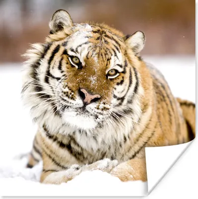 Produktbild von MuchoWow® Poster Tiger - Schnee - Weiß 50x50 cm - Wohnzimmerdekoration