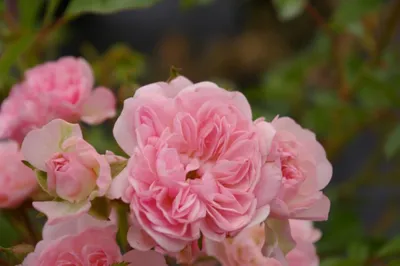 Produktbild von Bodendeckerrose The Fairy® - Rosa The Fairy® - Polyantha-Rose - Bentall Rose