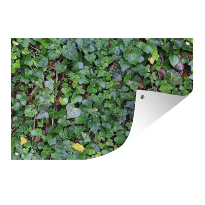 Obrázek produktu pro MuchoWow® Zahradní plakáty - Stěna plná břečťanu Hedera - 80x120 cm - Zahradní dekorace