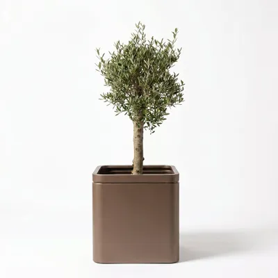 Produktbild von Provencelia Olivenbaum im Verzinkter Stahl Pflanzkübel INFINITYS Taupe, Ø60 x H60 cm, Olea europaea, mit kräftigem Stamm, lebendige Pflanze, Mediterra