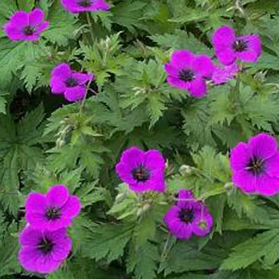 Produktbild von 6 x Armenischer Storchschnabel - Geranium psilostemon  | Topf 9cm x 9cm