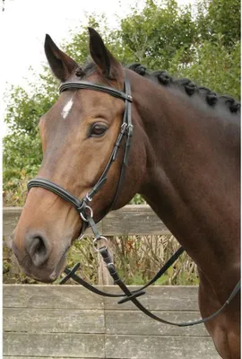 A close-up side profile of a brown horse's head wearing a black bridle, with a wooden fence and greenery in the background.