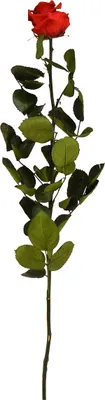 Produktbild von Stabilisierte Natürliche Rose 54Cm Rot