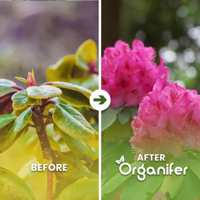 Produktbild von Rhododendren Flüssigdünger 1L – 2-1-8 NPK – Flüssig-Pflanzendünger für Rhododendren – Fördert üppige Blüten & gesundes Wachstum – Organifer