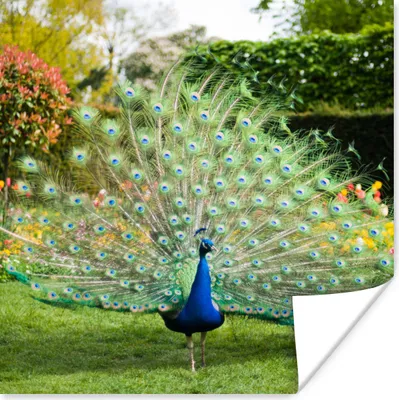 Produktbild von MuchoWow® Poster Pfau - Federn - Garten 30x30 cm - Wandposter - Printing