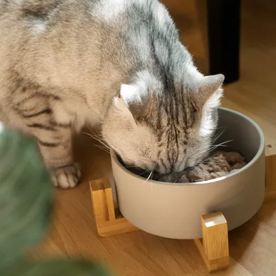 Produktbild von Navaris 2x Futternapf Katze mit Bambus Halter - Futterstation 2x Keramiknapf für Katzen Hunde - Keramik Fressnapf Set Futterbar mit Holz Halterung