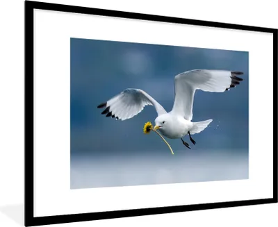 Produktbild von MuchoWow® MuchoWow® Gerahmtes Poster Möwe - Löwenzahn - Vogel 90x60 cm - Poster mit zchwarzem Bilderrahmen - Wanddekoration - Fotos
