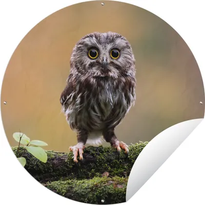 Produktbild von MuchoWow® Gartenposter Outdoor-Poster Rund Steinkauz Ø 150 cm Gartendeko Rundes Poster draußen