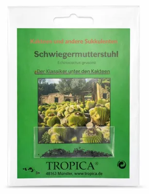 Produktbild von Kakteen – Schwiegermutterstuhl Samen | Echinocactus grusonii | Goldkugelkaktus