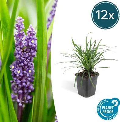 Zdjęcie produktu dla Liriope muscari 'Moneymaker' - doniczka 9 cm - zestaw 12 roslin