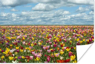 Produktbild von MuchoWow® Poster Tulpen - Farben - Wolken 30x20 cm - Plakate - Print