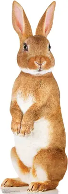 A full-body studio shot of a brown rabbit standing upright.
