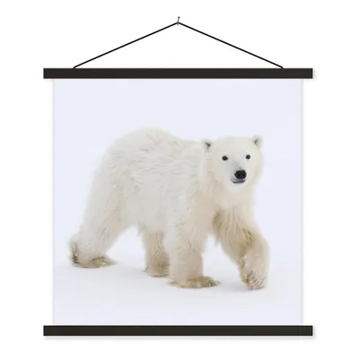 Produktbild von MuchoWow® Textilposter Eisbär - Schnee - Weiß 90x90 cm mit schwarzem Rahmen - Magnetisches