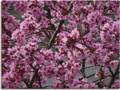 Produktbild von ARTland Leinwandbild Japanische Zierkirschen Blüte Größe: 120x90 cm