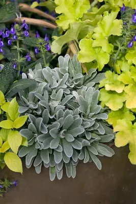 Zdjęcie produktu dla Heuchera micrantha 'Lime Marmalade', dzwonek fioletowy, limonkowozielony, doniczka ok. 11x11 cm