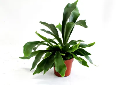 Immagine prodotto di Felce spinosa 35 cm Platycerium Bifurcatum pianta d'appartamento