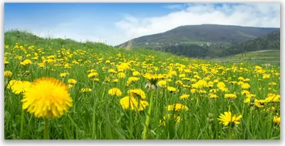 Produktbild von Küchenrückwand aus Glas 140x70cm Spritzschutz Löwenzahn Feld Natur