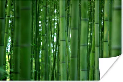 Produktbild von MuchoWow® Poster Arashiyama-Bambuswald aus der Nähe 60x40 cm - Schlafzimmerdekoration
