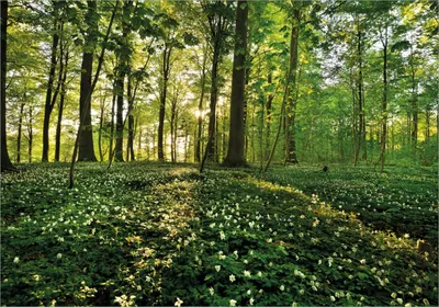 Produktbild von Wallario selbstklebendes Poster - Waldanemonen und Sonnenstrahlen im Wald, Größe: 70 x 100 cm