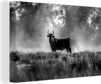 Produktbild von OneMillionCanvasses® - Leinwandbilder - 140x90 cm, Schwarze Stiere in der Camargue - schwarz und weiß, Wandbilder Kunstdruck Wanddekoration