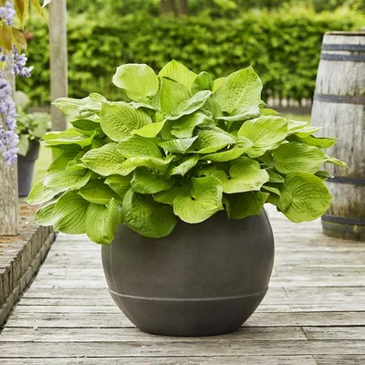 Produktbild von Funkie Hosta Knolle Zierblätter Staude Funkie Herzblattlilie Post It 1 St.