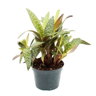 Obrázok produktu pre Scilla violacea "Leopardia ?alia" - Tigrí list 12cm