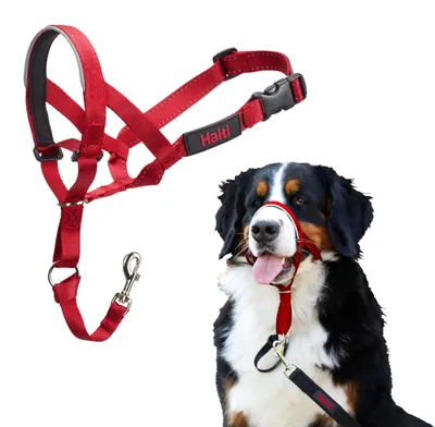Productafbeelding van Halsband voor gehoorzaamheidstraining voor honden, merk Company of Animals, type Halti (maat 46-62 cm)