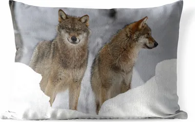 Produktbild von MuchoWow® Outdoor Kissen - Wolf - Schnee - Tiere - 50x30 cm - Wetterfest - Lounge Kissen - Sofa kissen - Wohnzimmer Dekoration