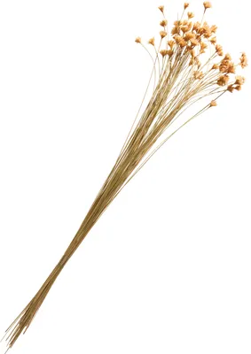 Produktbild von Hillflower, ca. 25 g, L ca. 50 cm Natur
