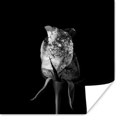 Produktbild von MuchoWow® Poster Rosen - Blumen - Farbe - Schwarz - Weiß 50x50 cm - Wohnzimmerdekoration