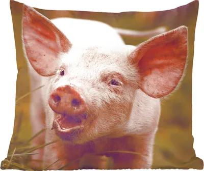 Produktbild von MuchoWow® Zierkissen Sofakissen Wohnzimmer Dekokissen 45x45 cm Schwein - Porträt - Tier - Schlafpolster - Polster für das Sofa