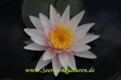 Produktbild von 1 ZWERGSEEROSE Michael Berthold, pfirsischrosa