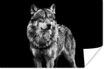 Produktbild von MuchoWow® Poster Wolf - Tiere - Wild - Schwarz - Weiß 180x120 cm - Fotoplakat