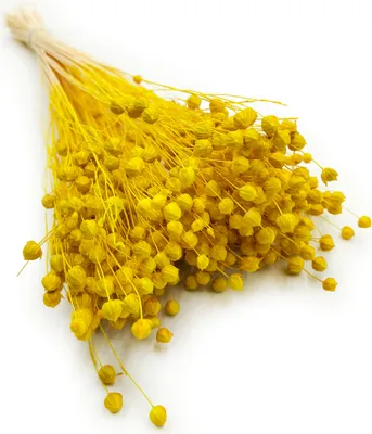 Produktbild von Flachs Getrocknete - (Leinen) - Gelb