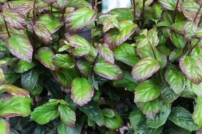 Produktbild von Parrotia persica 'Persian Spire'® - Säulenförmiger Eisenholzbaum 40- 60 cm - Container