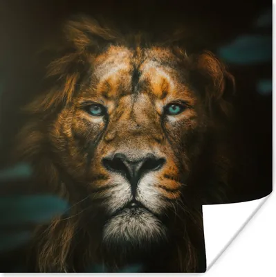 Produktbild von MuchoWow® Poster Tiere - Löwe - Raubtier 50x50 cm - Wohnzimmerdekoration
