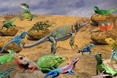 Produktbild von TischSet 3 D Eidechsen Wüste Platzset 2erSet Platzdeckchen Poster Bilder Echsen Gecko