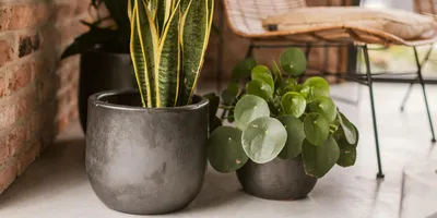 Produktbild von Vosteen Design Blumentopf / Pflanzgefäß Terrakotta schwarz ø 28 cm x H 24 cm