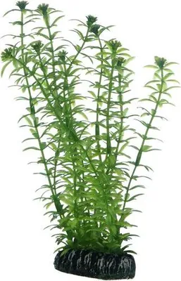 Produktbild von Dohse HOBBY Lagarosiphon | 20 cm