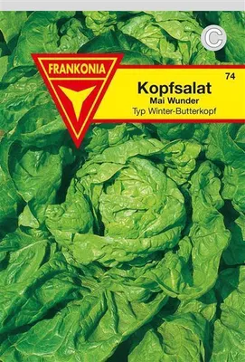 Produktbild von Kopfsalat Mai Wunder