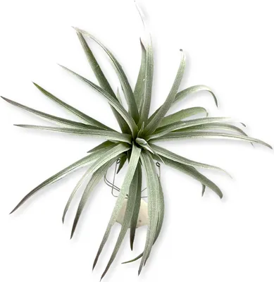 Produktbild von BioPlant Tillandsia brachycaulos abdida grau Kunstpflanze perfekte Imitation