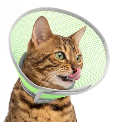 Image de Collier étanche pour chats