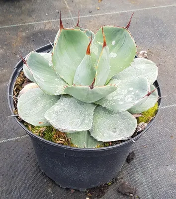 Image de Agave parryi 'Truncata' / Agave de Parry