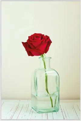Produktbild von Wallario Wandbild Rote Rose in Glasvase, Größe: 61 x 91,50 cm, Poster mit weißem Aluminiumrahmen